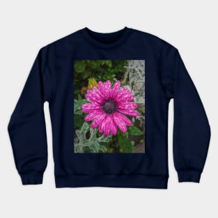 dew drops on purple aster Crewneck Sweatshirt